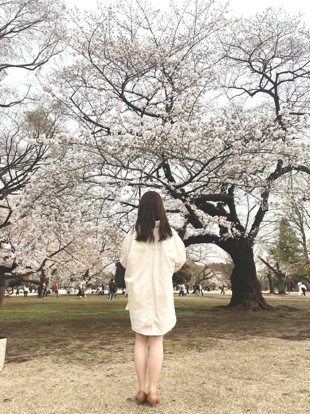 「お花見コーデ」｜「H&Mのアイテム（シャツ/ブラウス、ホワイト系）」を使った、ryu87ooniさん（レディース・155cm）の春コーディネートの1枚目の写真