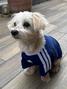 adidas（アディダス）の「サッカー日本代表 2026 ホーム ペット