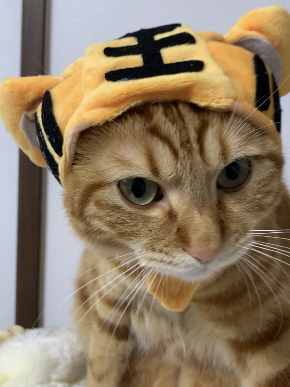 イエロー系のその他ペットグッズ、ブラウン系の福袋/福箱を着用したレディースの冬コーディネートの1枚目の写真