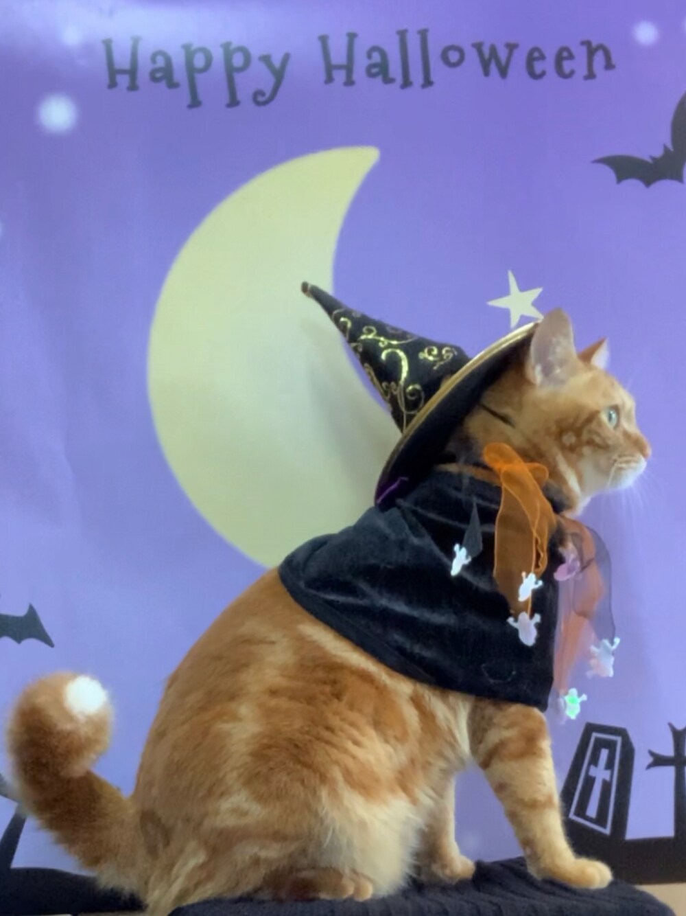 「wearhalloween2021、愛猫、ハロウィン、セリア」｜「セリアのアイテム（ペットグッズ、ブラック系）」を使った、hito さん（レディース・164cm）の秋コーディネートの1枚目の写真