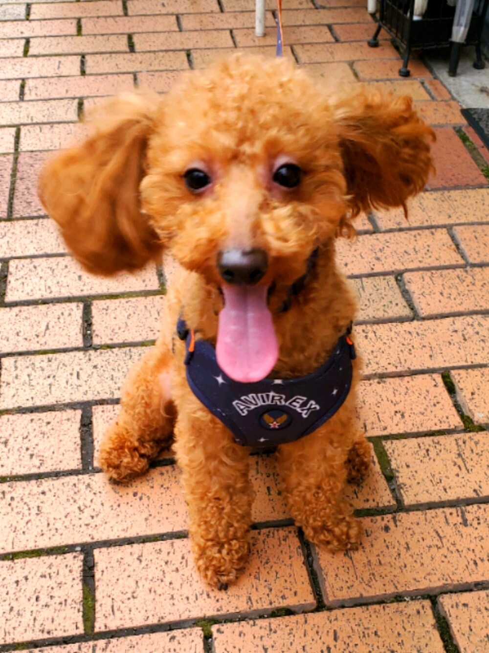 「AVIREX」｜「AVIREXの【DOG WEAR】ハーネス/HARNESS 2Lサイズ（リード/ハーネス/首輪、ブルー系）」を使った、avlrex1126さん（メンズ・70cm）の夏コーディネートの1枚目の写真