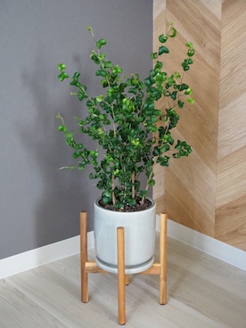 「アイテム（雑貨/ホビー）」を使った、Haruka Kotakiさん（レディース・157cm）の秋コーディネート