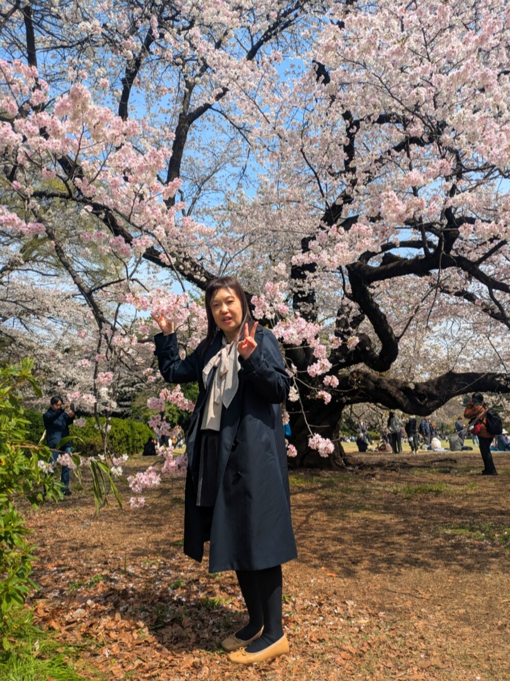 「花見コーデ」｜「GRLのアイテム（シャツ/ブラウス、パープル系）」を使った、（相互）さやかさん（レディース・150cm）の春コーディネートの1枚目の写真