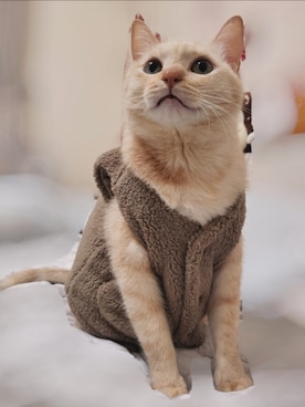 「ペット」｜nekojiangさん（レディース・152cm）の冬コーディネート