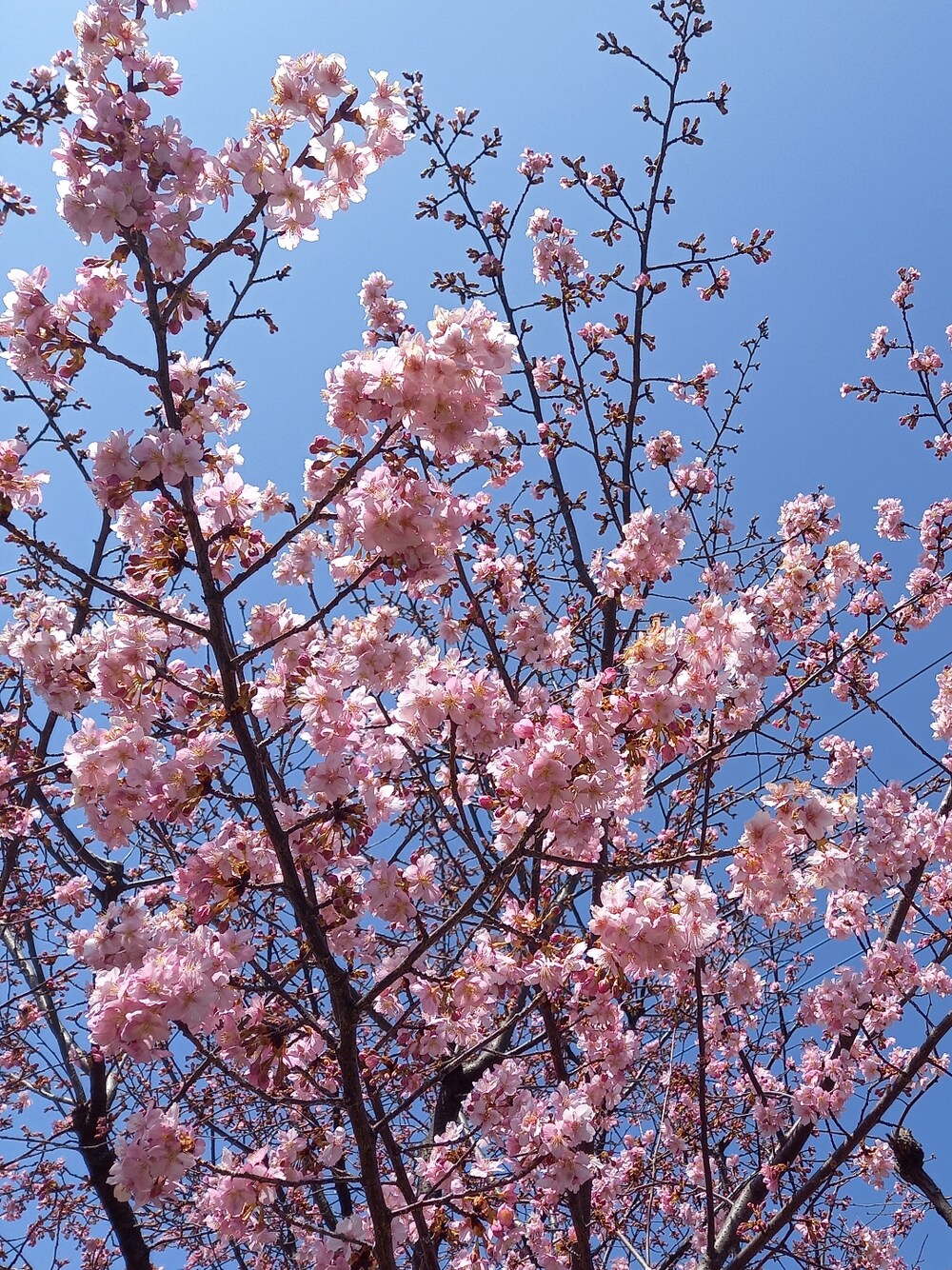 グリーン系のマウンテンパーカー、ホワイト系のトップス、ブルー系のニット/セーターを着用したキッズの春コーディネートの5枚目の写真