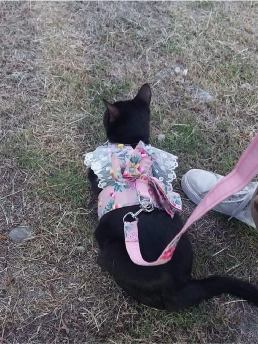 「黒猫、黒猫チェルシー」｜「sheinのアイテム（ペットウェア、ピンク系）」を使った、皮皮威さん（レディース・153cm）の夏コーディネートの1枚目の写真