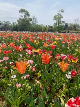 「花畑のアイテム（その他、その他）」を使った、nontaさん（レディース・158cm）の春コーディネート