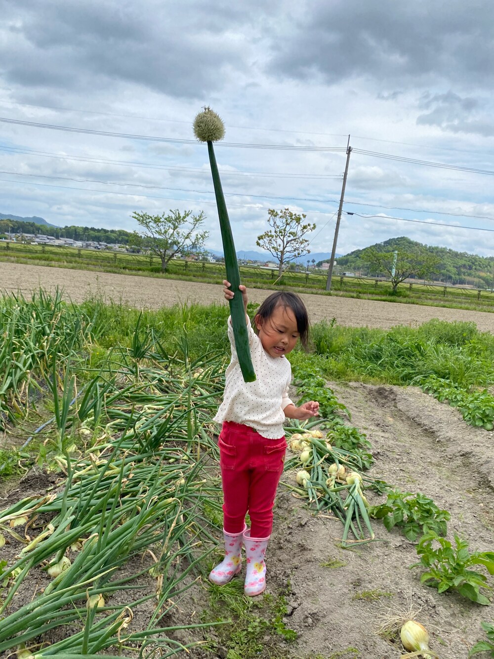 「農作業、お外遊び、カラーパンツ、カラーコーデ、女の子コーデ、長靴、レインシューズ、赤パンツ、ドット柄、ドット、キッズコーデ」｜「MIKI HOUSEのプッチー＆うさこ レインブーツ（レインシューズ、ピンク系）」を使った、ジュンコさん（レディース・156cm）の春コーディネートの1枚目の写真