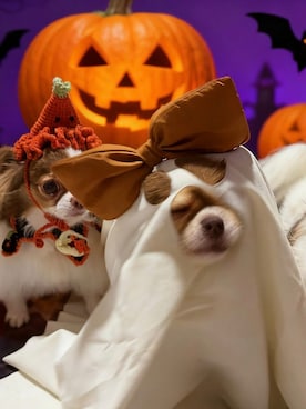 「アイテム（ペットグッズ）」を使った、🅿🅴🆃🅻🅾🆅🅴🆁 さん（レディース・162cm）の秋コーディネート