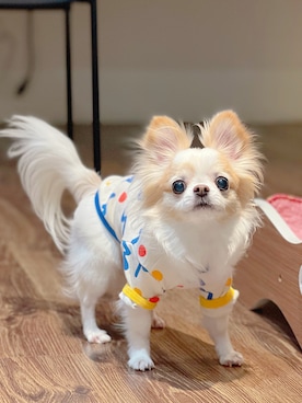 🅿🅴🆃🅻🅾🆅🅴🆁 さんのコーディネート