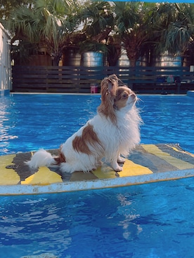 🅿🅴🆃🅻🅾🆅🅴🆁 さんのコーディネート