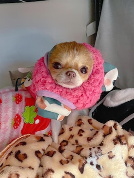 🅿🅴🆃🅻🅾🆅🅴🆁 さんのコーディネート