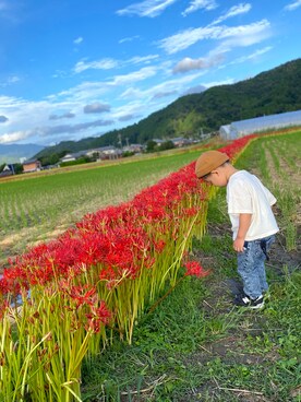 「SHIEN」｜「アイテム（Tシャツ/カットソー）」を使った、ゆさん（キッズ・90cm）の秋コーディネート