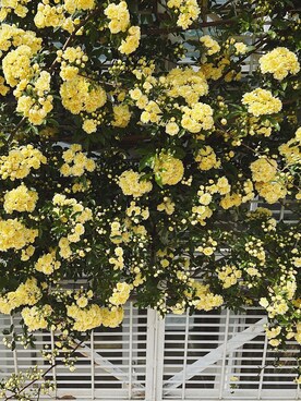 pn620さんのコーディネート