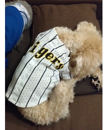 HANSHIN Tigers | Official Replica Uniform for PET(ペットウェア)