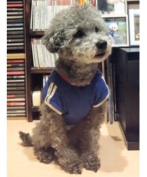 unknown (no brand) | original name uniform (football JAPAN)(ペットウェア)