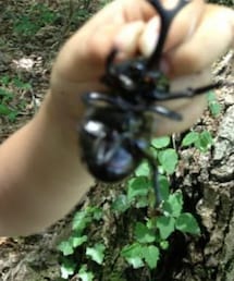 カブトムシ(オス) | おもちゃ