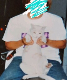 野良猫 | その他ペットグッズ