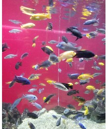 水族館🐟💓 | ラッピングキット