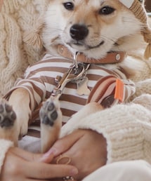 BEAMS DESIGN | ペットウェア