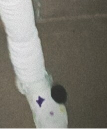 crocs | ソックス/靴下