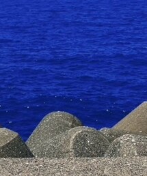 WEGO | Tシャツ/カットソー