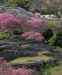 今帰仁産寒緋桜の「その他(その他)」