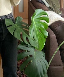 モンちゃん | その他