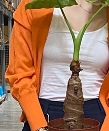 H&M | タンクトップ