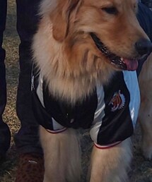 ゴールデンレトリバー | その他ペットグッズ