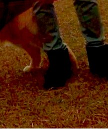 THE NORTH FACE | ブーツ