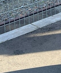 Yeezy | スニーカー