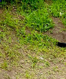 NEIGHBORHOOD | サンダル