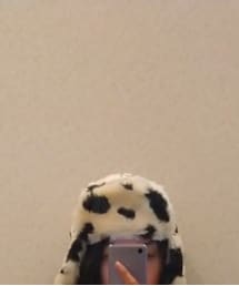 PAMEO POSE | キャップ