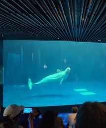 水族館🐬 | ペットグッズ