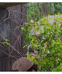 Wrangler | キャップ