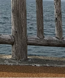 NFL | Tシャツ/カットソー