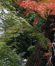 紅葉狩り | その他