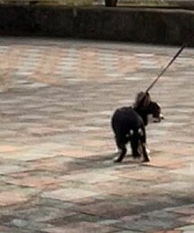 チロル | その他