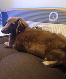 ‎ᐡˊﻌˋᐡ | その他
