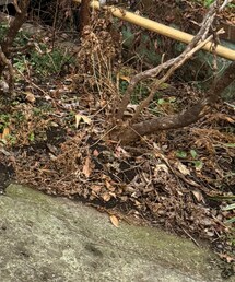 WEGO | カーゴパンツ