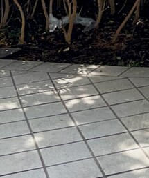 pelleterno | サンダル