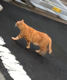 のらねこ通りののらさん🐈 | その他