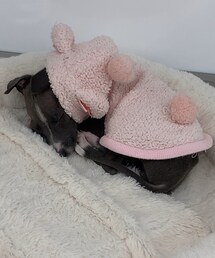 えるちゃんが犬だったらこんな感じ😹 | その他