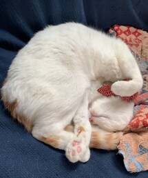 ごろにゃん🐱 | その他