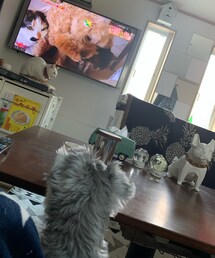 動物番組📺すごいみる🐶🍊 | その他