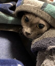 寒がりなの😿 | その他