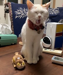 猫バスとはーちゃん😻 | その他