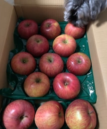 りんご🍎🍎🍎🐶 | その他
