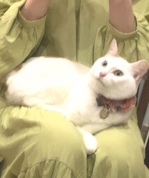 はーちゃん😸 | ペットグッズ